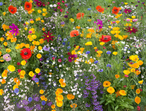 Perennial Wildflower Meadow