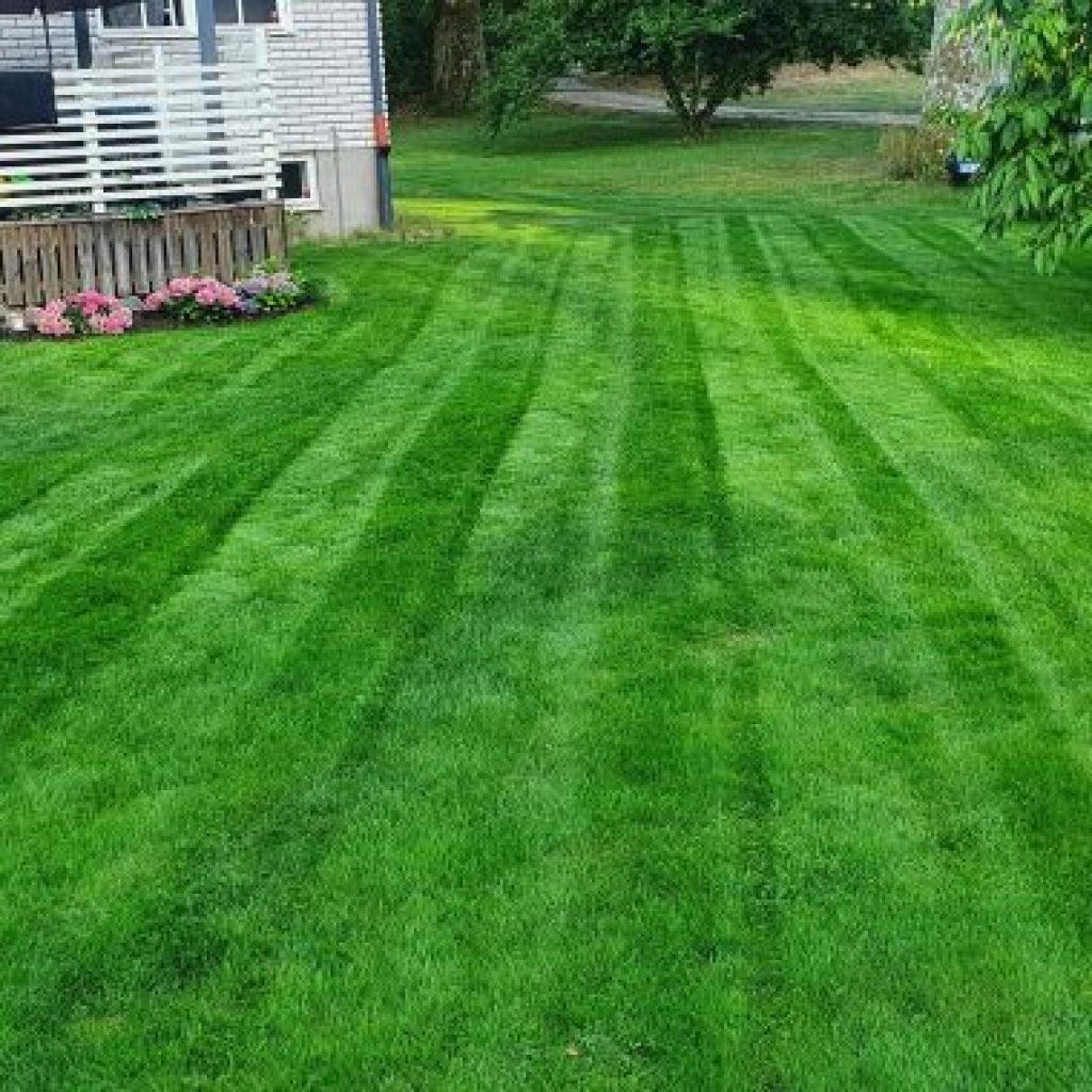 lawn green