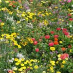 Low Growing Wildflower Mat