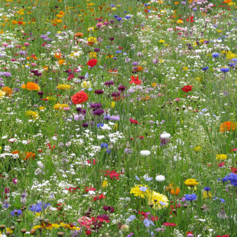 Medium Growing Wildflower Mix