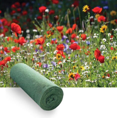 Flores Silvestres Anuales