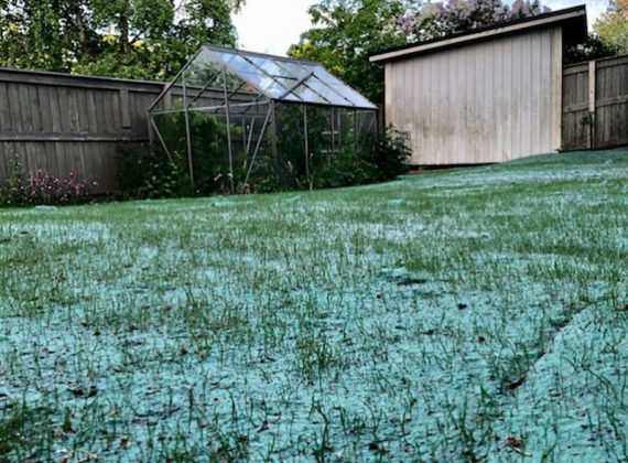 grass seeds and fertiliser