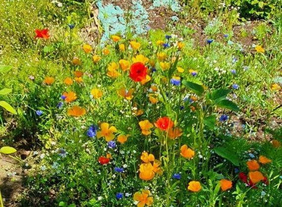 wildflowers blanket